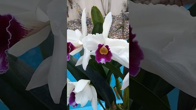Floração das laelia purpurata смотреть онлайн