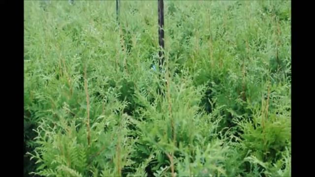 3 to 4 ft Green Giants in 5 gal pots In Bucks County Pa Near Doylestown смотреть онлайн