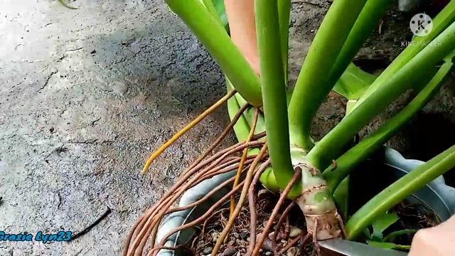 Philodendron plant /philodendron plant propagation #philodendronplant #philodendronplantcare смотреть онлайн