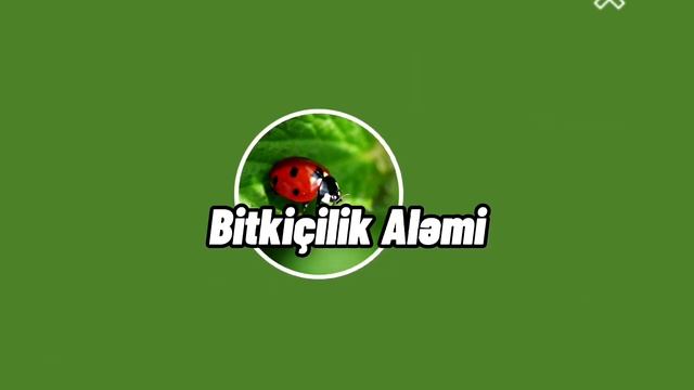 🎈🌳🍋 LİMON BİTKİSİNIN BECƏRİLMƏSİ | LİMON BİTKİSİ HAQQINDA MƏLUMAT | LİMONUN ARTIRILMASI | 1-Cİ HİSS смотреть онлайн