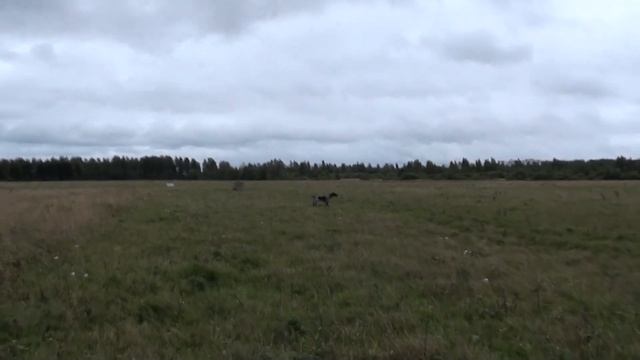 Гримм - стойка по бекасу. смотреть онлайн