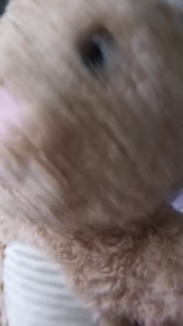 хахахах #shorts #cat #заяц новые видео с новогодним настроением я лайкаю смотреть онлайн