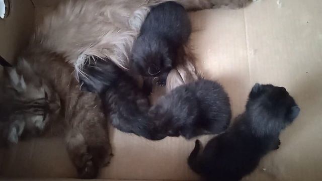 котята смотреть онлайн