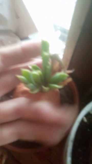 посадка лука смотреть онлайн