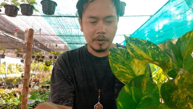 EP.9 อีพิด่างเหลือง Epipremnum Pinnatum Aurea Variegated смотреть онлайн