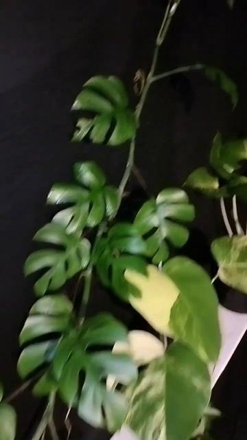 SAFLORAGARDENS Rhaphidophora tetrasperma. смотреть онлайн