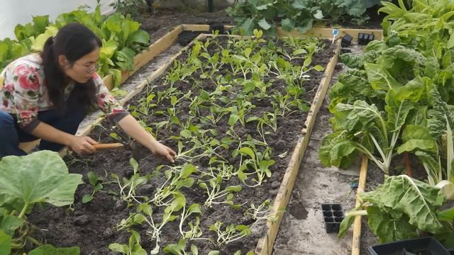 How to grow Yu Choy Sum （油菜心） смотреть онлайн