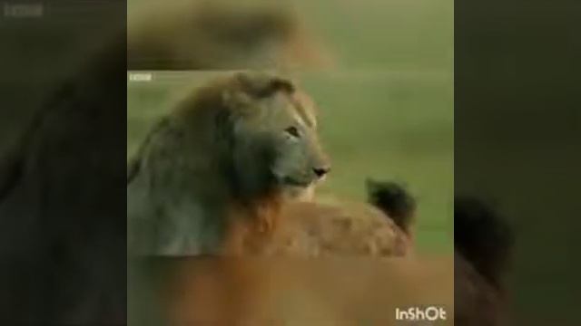 БУДЬ СИЛЬНЫМ....ВЕДЬМИНА ИЗБА ИНГА ХОСРОЕВА смотреть онлайн