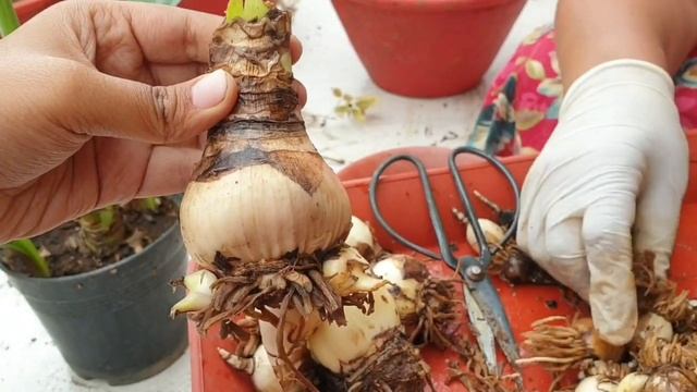 Best Summer Flowers to Grow from Bulbs || Fun Gardening смотреть онлайн