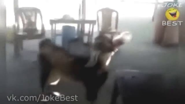 Приколы с животными смотреть онлайн
