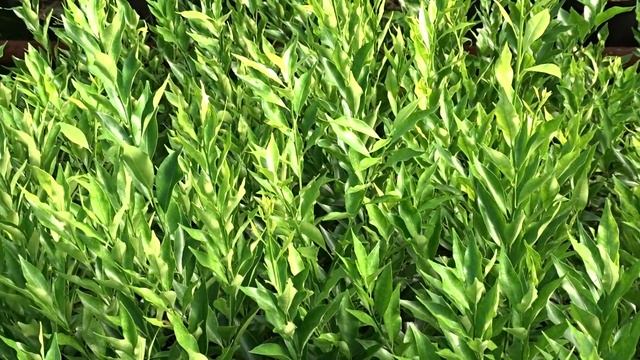 Citrus leiocarpa "SHIVAMIKAN" ( hort. ex Tanaka ) смотреть онлайн