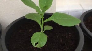 Балконный табак (47 дней рассада)