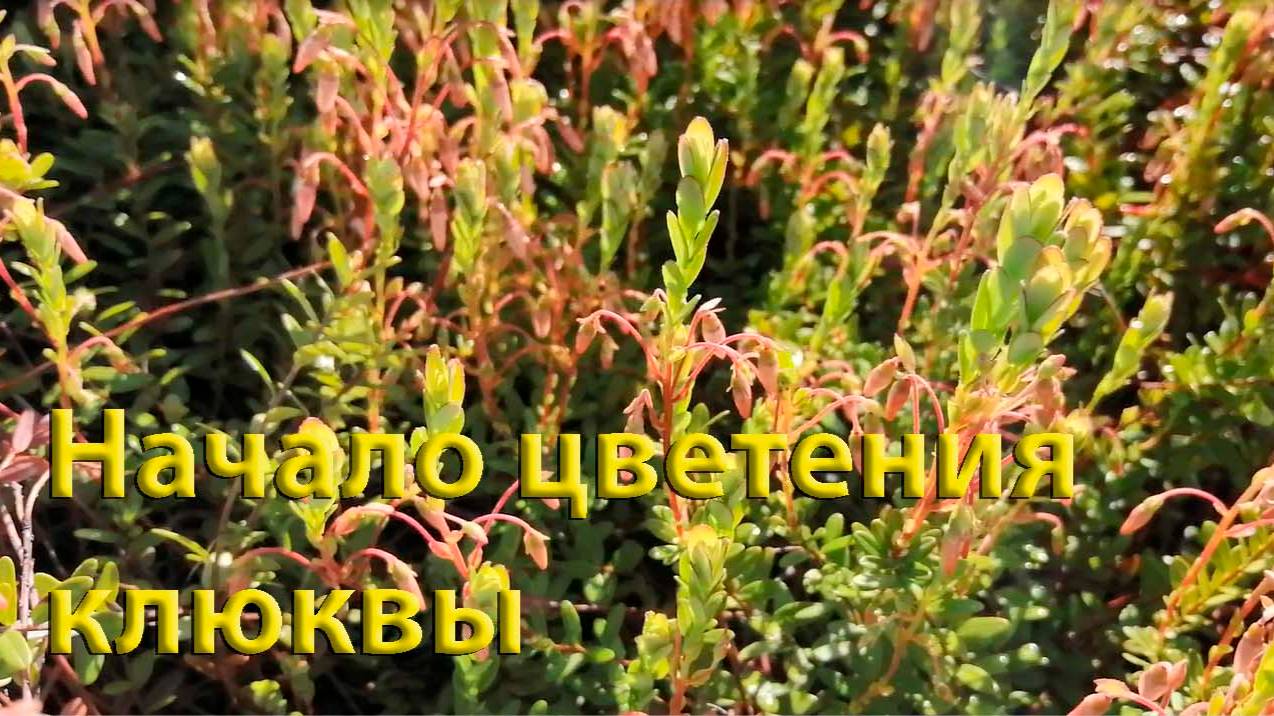 Обзор моей клюквенной миниплантации!!!