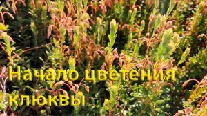 Обзор моей клюквенной миниплантации!!!