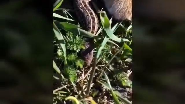 Степашка и ящерица (: Алинка Смешинка на даче смотреть онлайн