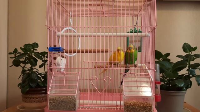 Сладкая парочка = Дуся + Кеша 😍 смотреть онлайн