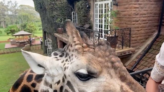 Giraffe Manor 2023 Breakfast/Photos w Giraffes · Was it Worth it? Nairobi Kenya · Karen Blixen Suit смотреть онлайн