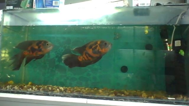 Астронотус вуалевый / Astronotus ocellatus смотреть онлайн