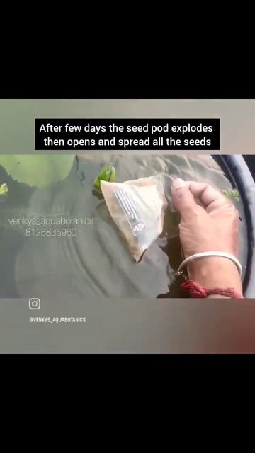 process of waterlily flower to seed pods by @venkys_aquabotanics #waterlily #lotus #bees смотреть онлайн