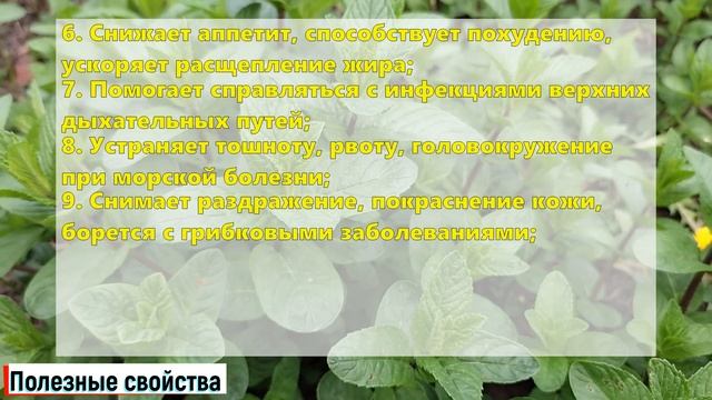 Мята полезные свойства и противопоказания / Польза и Вред МЯТЫ на организм человека смотреть онлайн
