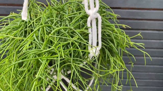 30cm Hanging Rhipsalis Baccifera | House Plant | 14cm Pot | 30cm Height смотреть онлайн