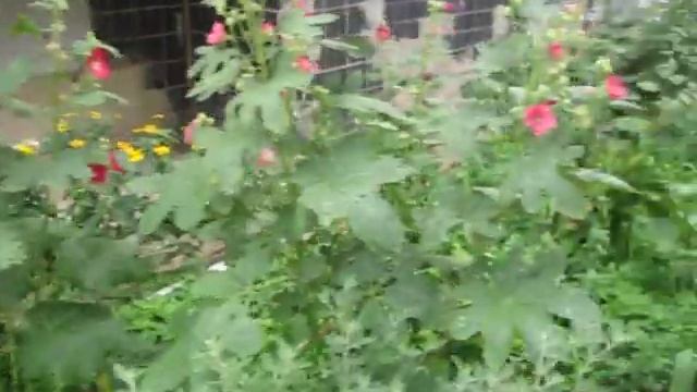 Растительный и животный мир смотреть онлайн