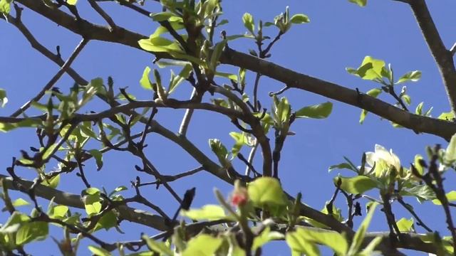 Plant-lover's Tour - "Magnolias" смотреть онлайн