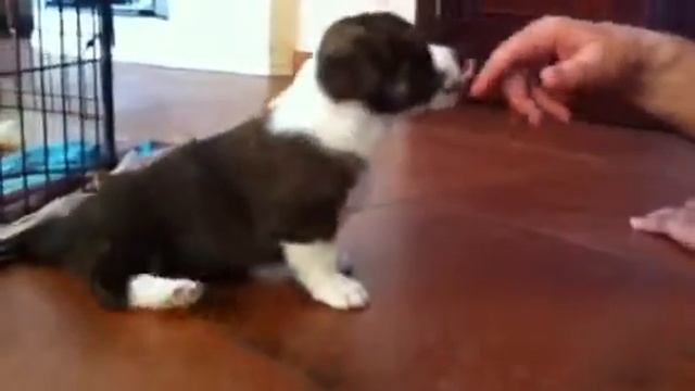 Девочка Мальва смотреть онлайн