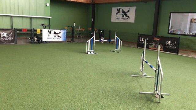 19JAN2018 – Training with Kriszta Kabai – Nadine & Cinna смотреть онлайн