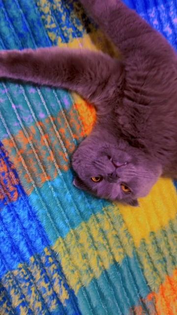 🔴КОТ СМОКИ🔴 смотреть онлайн