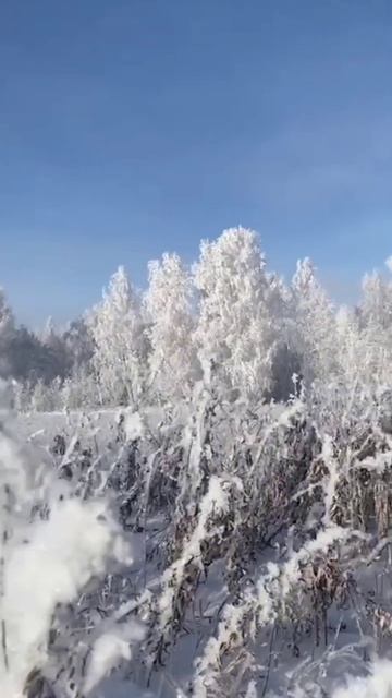 Заснеженная красота