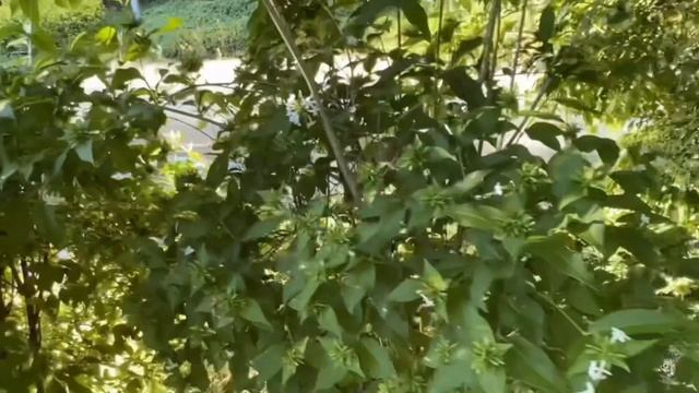 댕강나무 Abelia mosanensis 야생화를 찾아서(186) in search of wildflowers 한밭수목원 Hanbat Arboretum смотреть онлайн