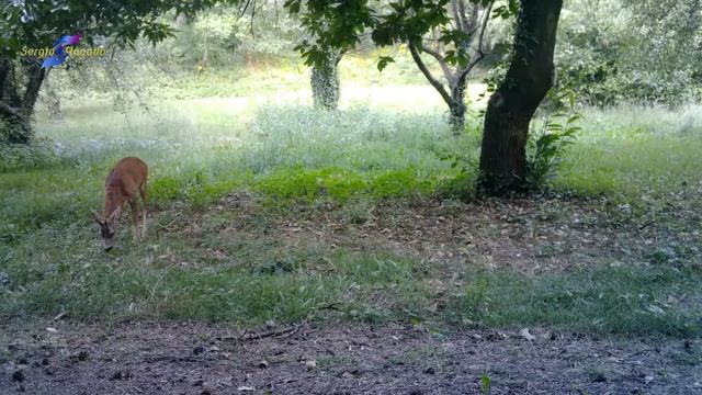 La fossa dei Leoni agosto 2020, смотреть онлайн