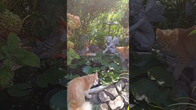 Кормление рыбок 😍как обойтись без помощников❤️❤️❤️ смотреть онлайн