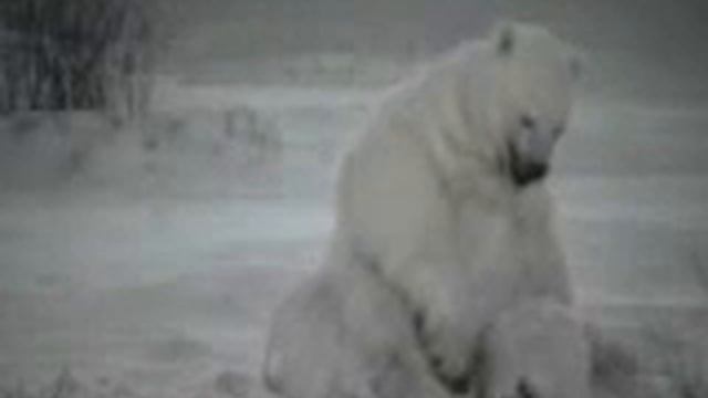 Медведь постригся смотреть онлайн