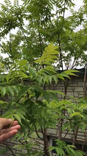 Бархат, бархатное дерево Чита Забайкальский край смотреть онлайн