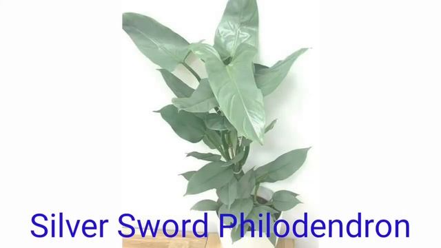 Beautiful Varieties of Philodendrons смотреть онлайн