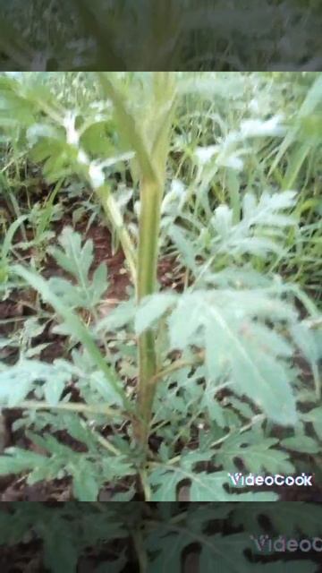 The presence of dangerous weeds everywhere has the effect of preventing plants from growing. смотреть онлайн