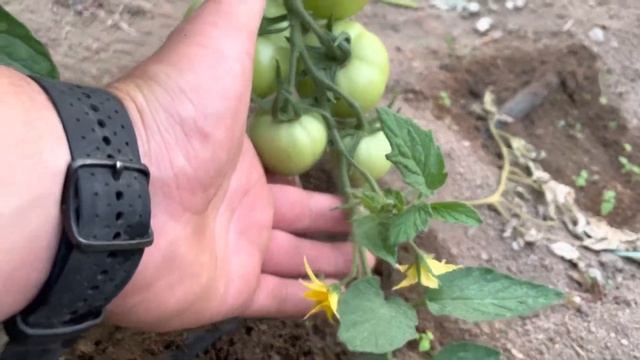 Super tomatoes ekstasis are going super fast ! 2022 season !!! смотреть онлайн