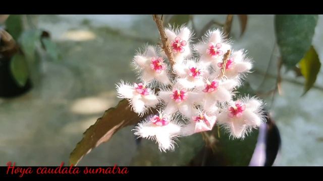 Hoya Caudata Sumatra Siêu Xinh.