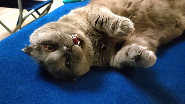 Скажи мяу! смотреть онлайн