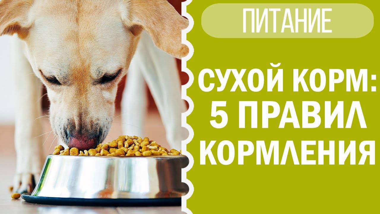 Как кормить собаку сухим кормом? Советы от чихуахуа Софи! смотреть онлайн