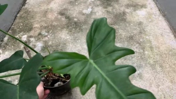 PHILODENDRON GOLDEN DRAGON / FIDDLE LIME REVIEW