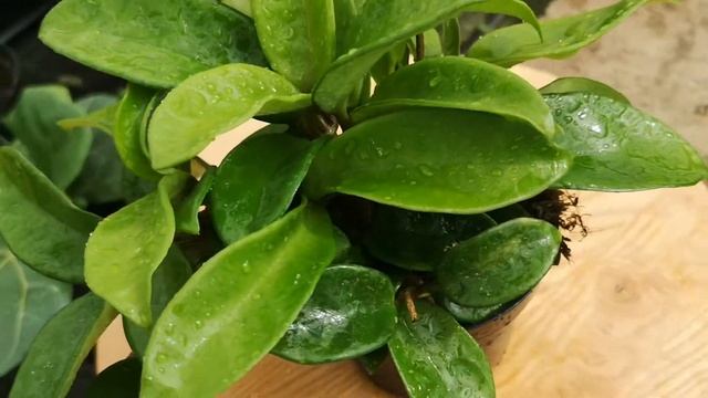Hoya Krinkle 15cm Height | Live from the Nursery Series смотреть онлайн