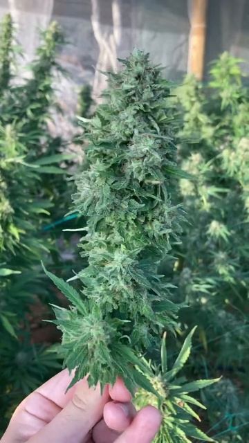 Corto las Primeras Flores de la Temporada 💚 #shorts смотреть онлайн