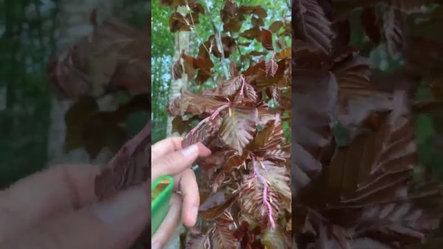 Fagus Sylvatica 'Red Obelisk'
