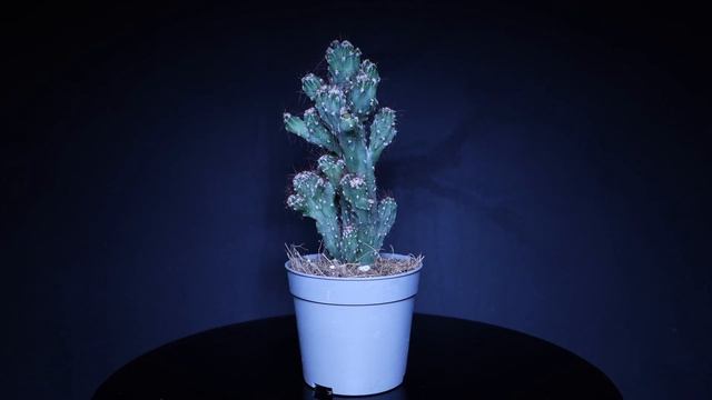 Footage: Kakten Cereus Peruvianus