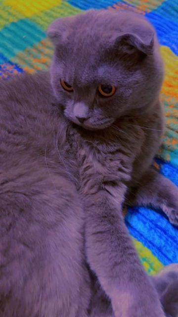 🔴КОТ СМОКИ🔴 смотреть онлайн