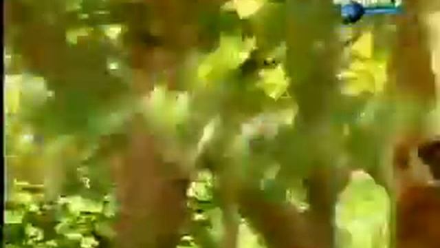 Обезьяна и тигр!!! смотреть онлайн