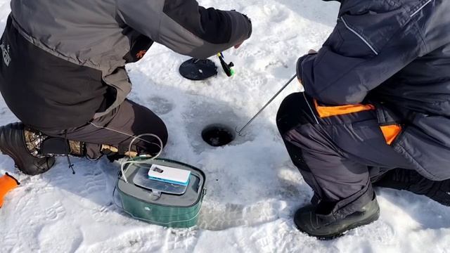 Сход форели смотреть онлайн